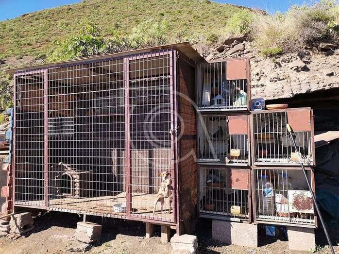 Jaula donde están encerrados los dos cachorros de Podenco (Foto cedida a TA por Arancha B.M.)